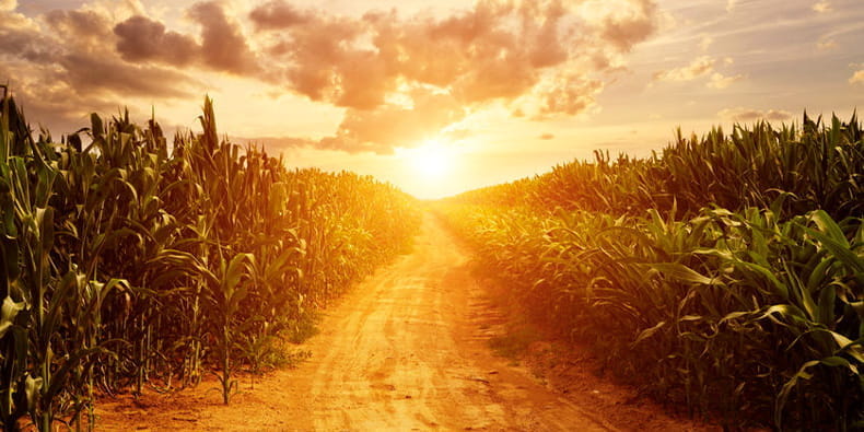 Sun Shining Over Cornfields