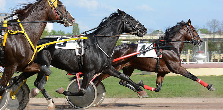Horse Harness Races