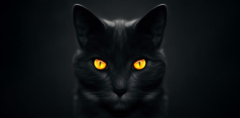 Bad Luck Black Cat
